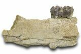 Fossil Titanothere (Megacerops) Jaw Section - South Dakota #300018-1